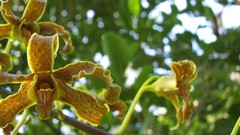 Flowers Orchids yellow flowers