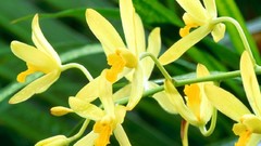 Flowers Orchids yellow flowers