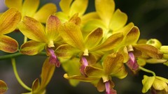 Flowers Orchids yellow flowers dendrobium