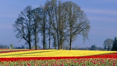 Flowers Oregon bloom