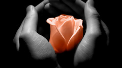 Flowers palm hands selective