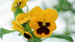 Flowers pansies