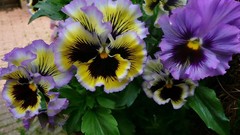 Flowers pansies