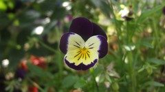 Flowers pansies