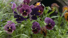 Flowers pansies
