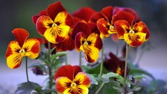 Flowers pansies