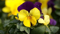 Flowers pansies