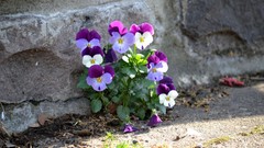 Flowers pansies minimalistic