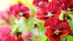Flowers pansies red flowers