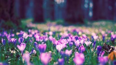 Flowers Park spring purple flowers crocus depth of field