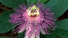 Flowers passion flowers