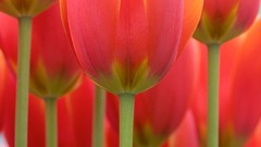 Flowers patterns tulips