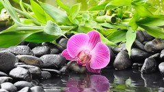 Flowers pebbles Orchids reflections