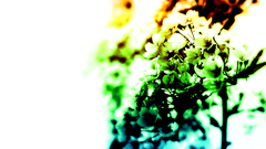 Flowers Photo manipulation