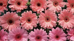 Flowers pink