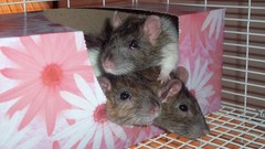 Flowers pink Animals Rats