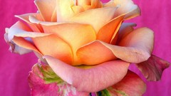 Flowers pink background