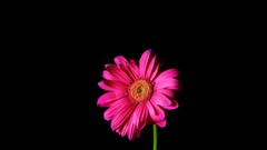 Flowers pink black background Daisy