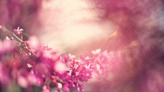 Flowers pink blossoms