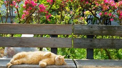 Flowers pink cats orange