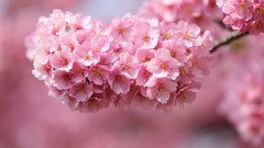 Flowers pink cherry blossoms
