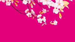 Flowers pink cherry blossoms vectors Simple Background