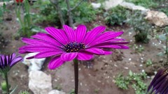 Flowers pink flower petals