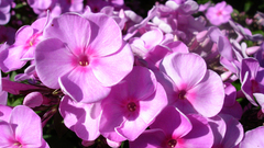 Flowers pink flowers