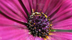 Flowers pink flowers