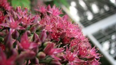 Flowers pink flowers