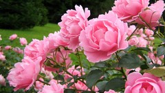 Flowers pink flowers