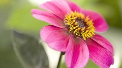 Flowers pink flowers