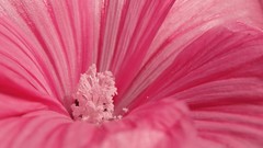 Flowers pink flowers