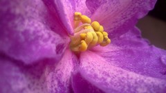 Flowers pink flowers