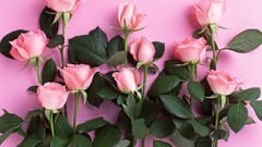 Flowers pink flowers