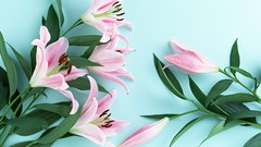 Flowers pink flowers