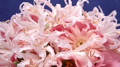 Flowers pink flowers