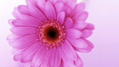 Flowers pink flowers