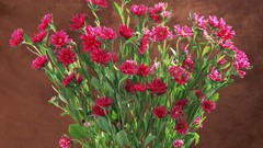 Flowers pink flowers