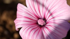 Flowers pink flowers