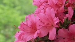 Flowers pink flowers