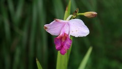 Flowers pink flowers