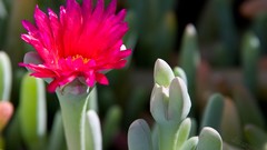 Flowers pink flowers