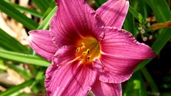 Flowers pink flowers