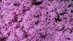 Flowers pink flowers