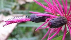 Flowers pink flowers