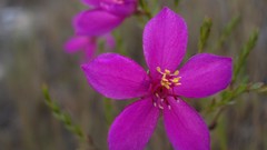 Flowers pink flowers