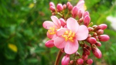 Flowers pink flowers
