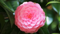 Flowers pink flowers