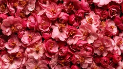 Flowers pink flowers